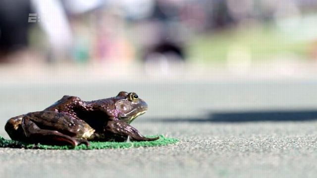 It's Froggin' Time - ESPN