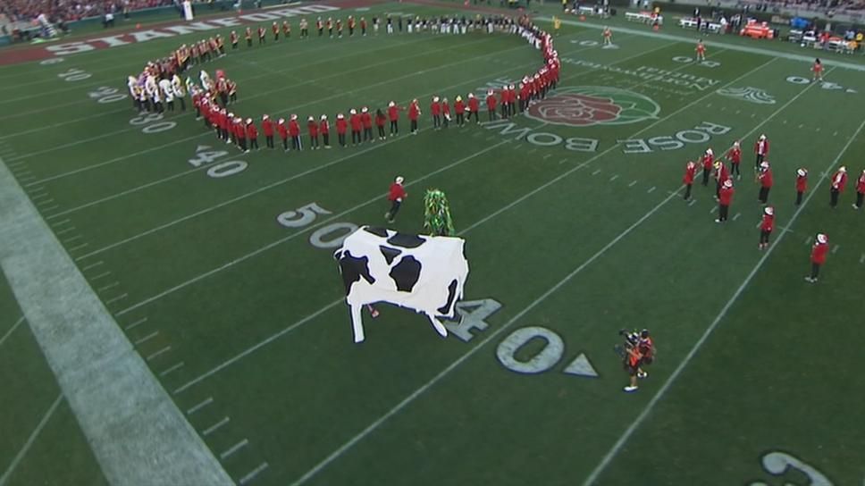 Stanford features cow in halftime show