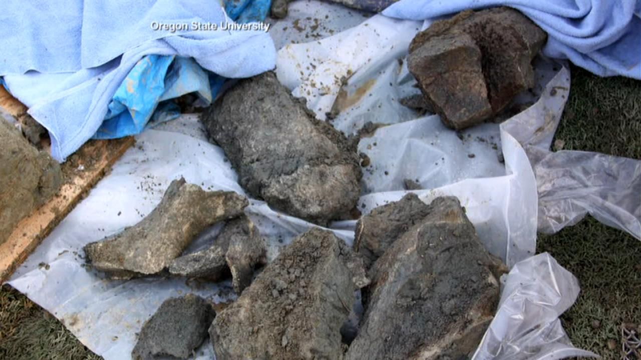 Oregon State stadium construction uncovers mammoth bones